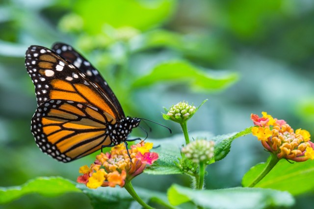 Attracting Butterflies and Bees: Tips for Designing Your Dream Garden