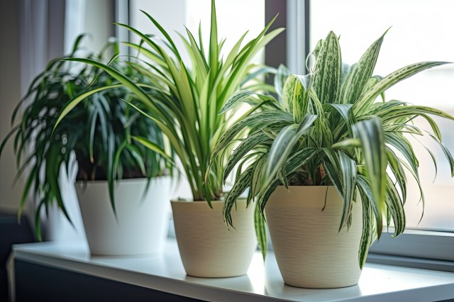 Create a Healthier Home: The Top Benefits of Having Indoor Potted Plants